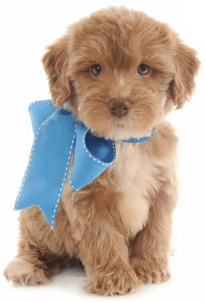 Brown Yorkie-Poo with blue bow to compliment the about hopeful dreams family puppies page