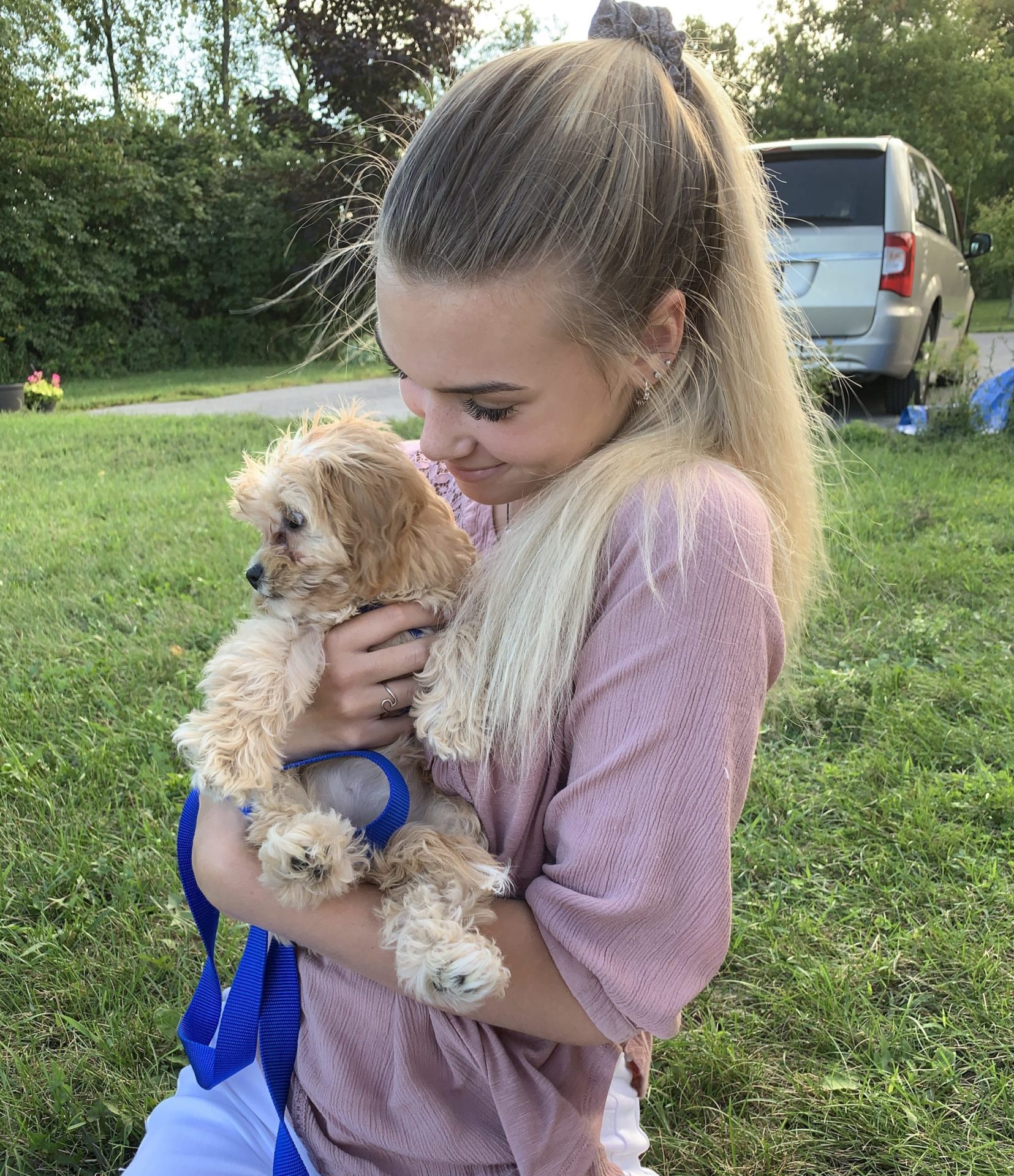 Cavapoo Puppies For Sale | Hopeful Dreams Family Puppies