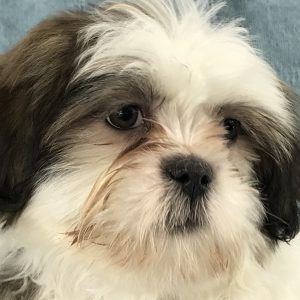 Mr Shilo The Shih Tzu Hopeful Dreams Family Puppies