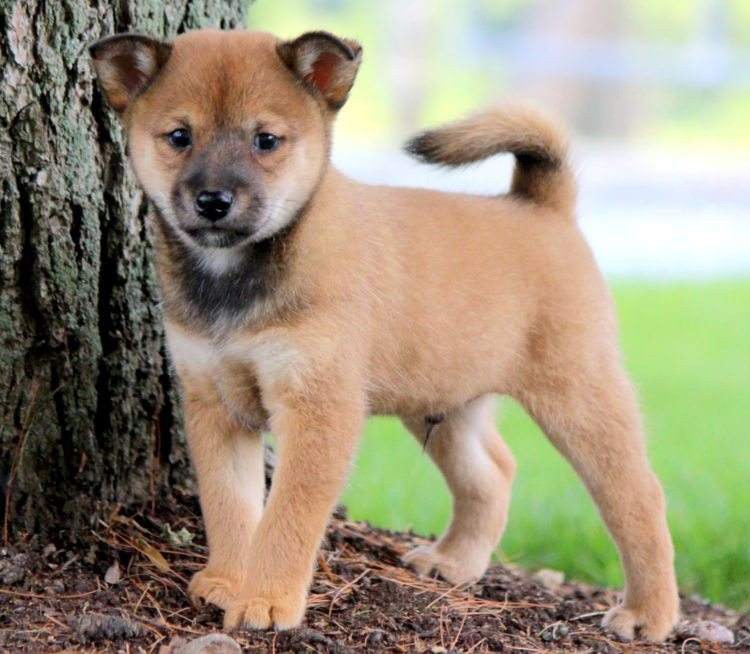 Shiba Inu Puppy Price Canada