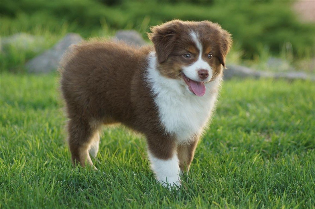 Toy Aussie Puppies For Sale Hopeful Dreams Family Puppies