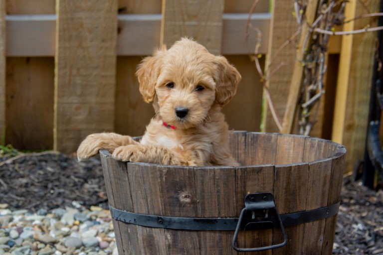 Mini Goldendoodles For Sale In Boston MA Hopeful Dreams Family Puppies