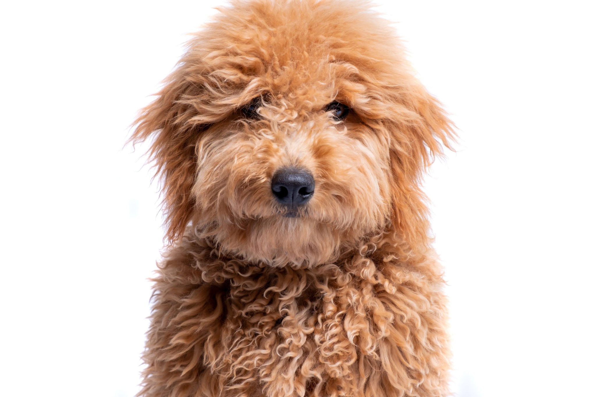 Mini Goldendoodles For Sale In Canada Hopeful Dreams Family Puppies   Shutterstock 1679973577 2048x1365 