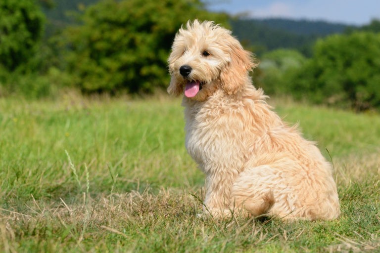 Goldendoodle puppy sitting
