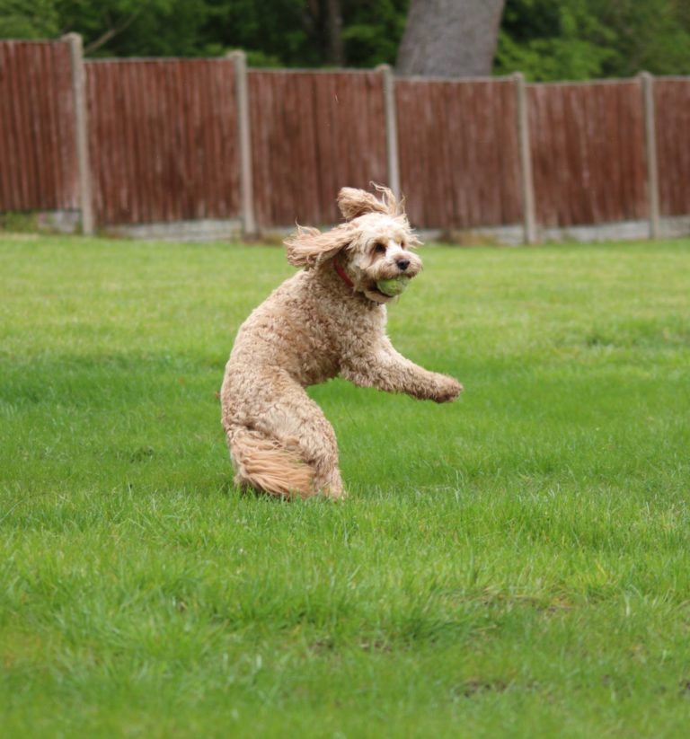 Cavapoo Dog Catching A Ball.
