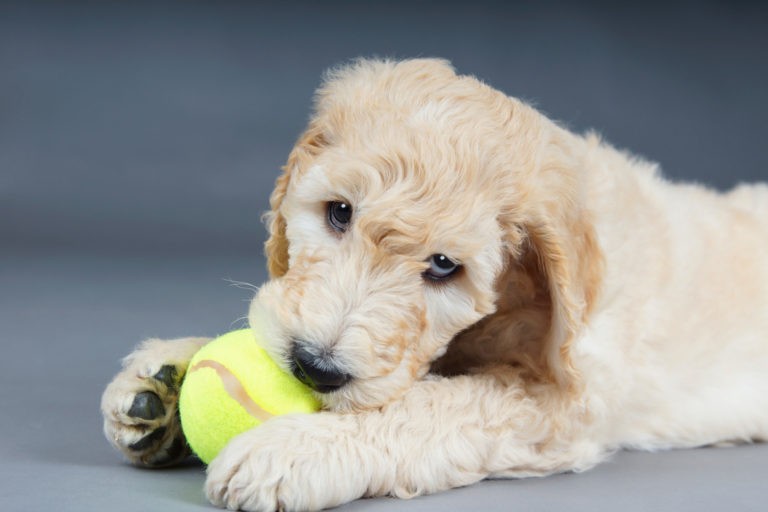 Goldendoodle Puppy With Ball.