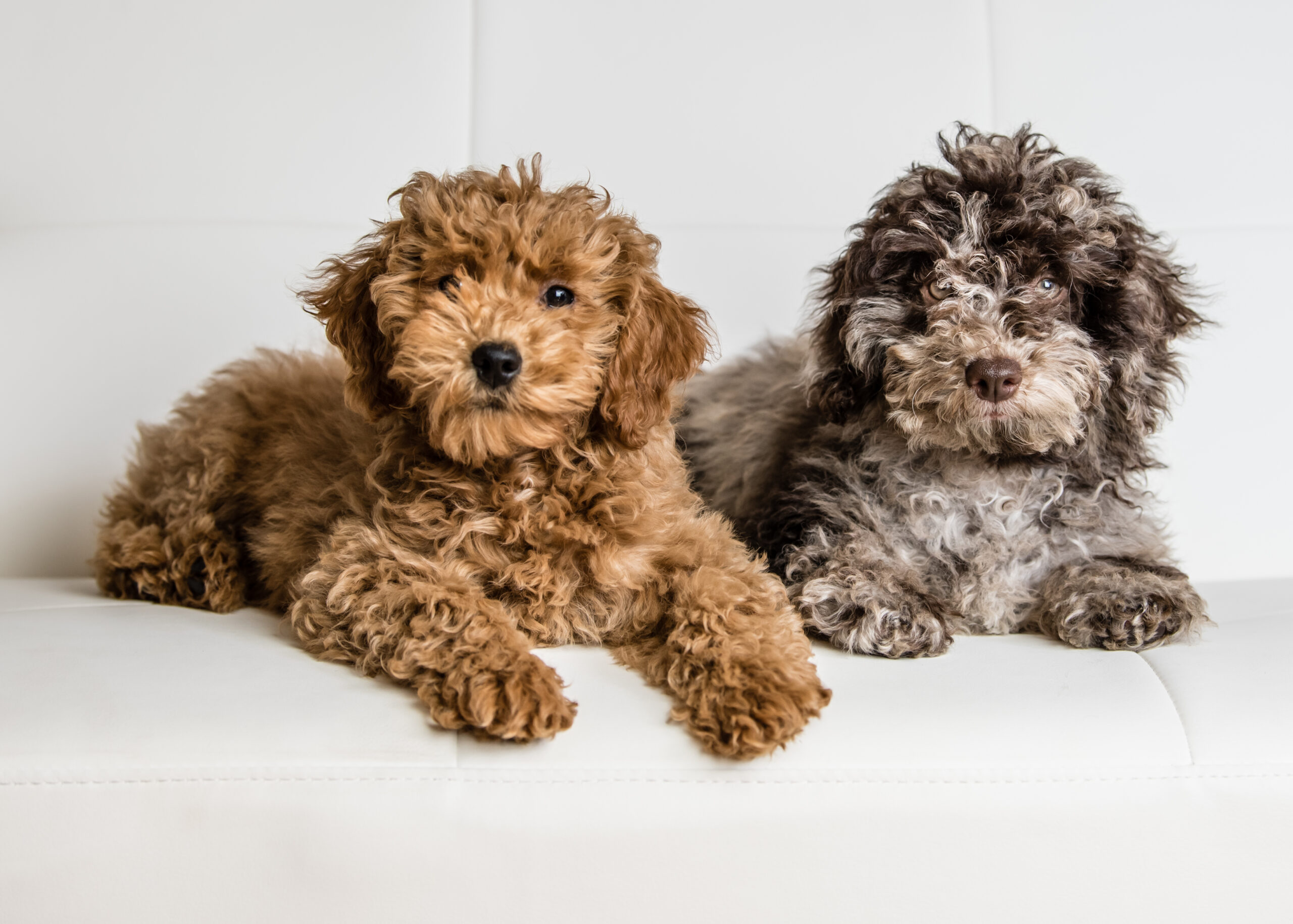 Mini Goldendoodles For Sale In Boston MA | Hopeful Dreams Family Puppies