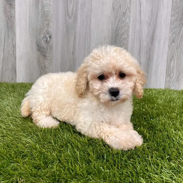 Ginger 2024 bichon frise