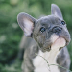 3 Months Old Blue French Bulldog