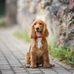 Red English Cocker Spaniel Puppy Sitting Outdoors