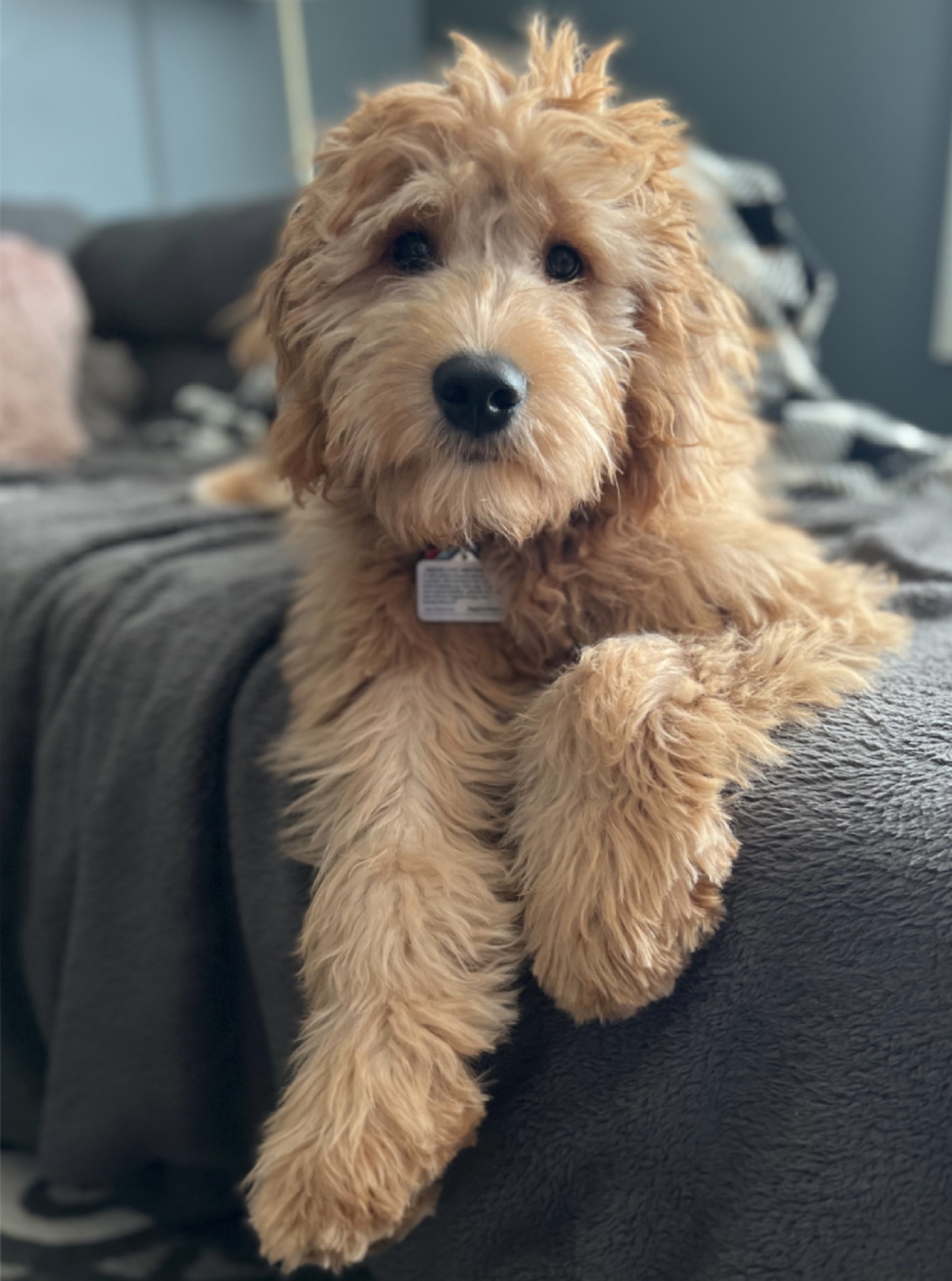 Hudson The Mini Goldendoodle Review