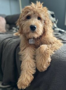 Hudson The Goldendoodle Review