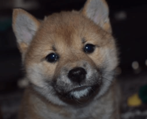 Shiba Inu Puppy Review