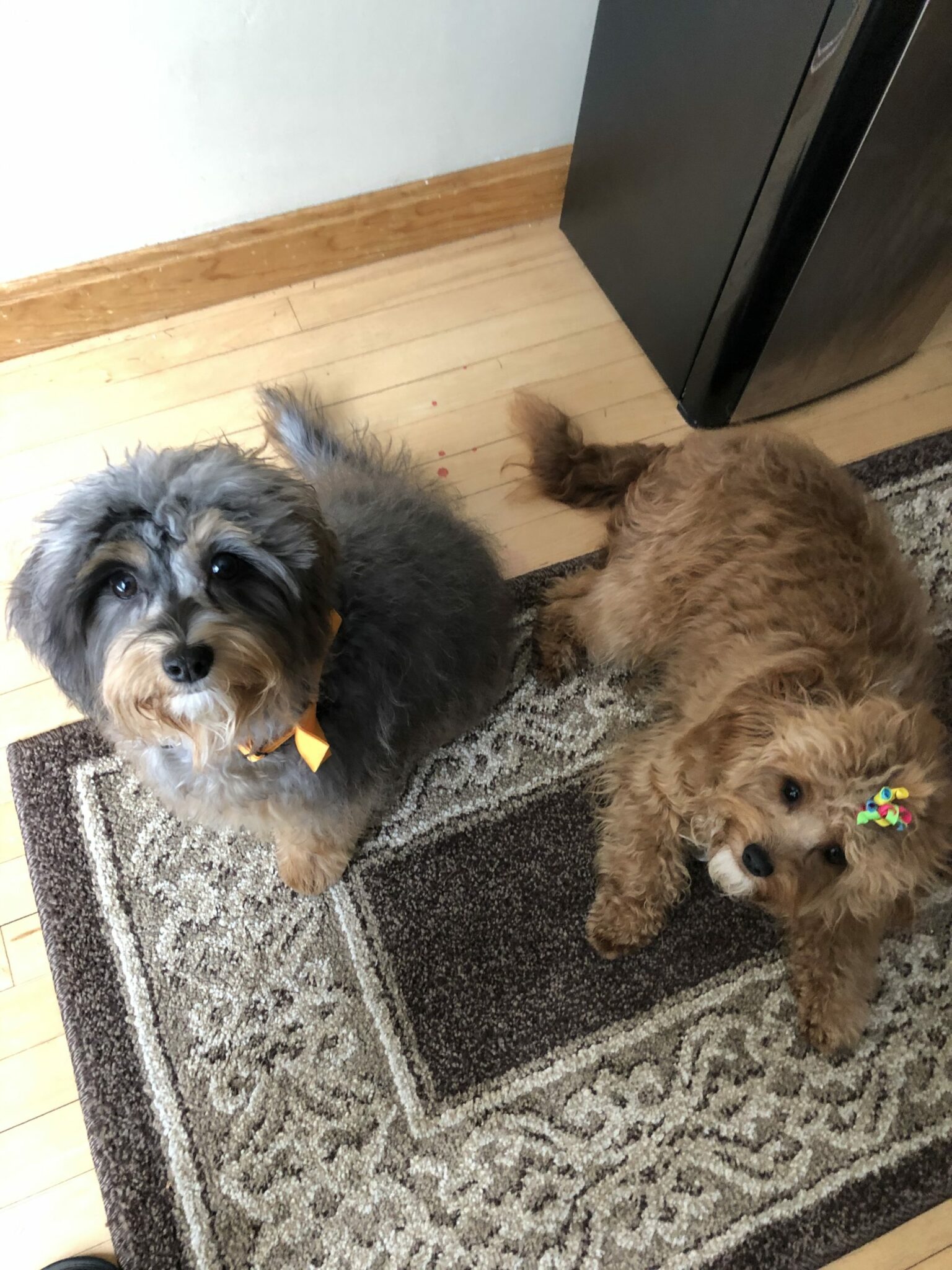 Schnoodle Puppies For Sale | Hopeful Dreams Family Puppies