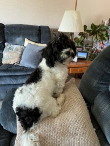 Opie The Shih Poo Teddy Bear Review