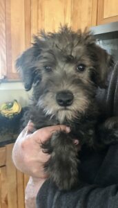 Sammy The Schnoodle Review