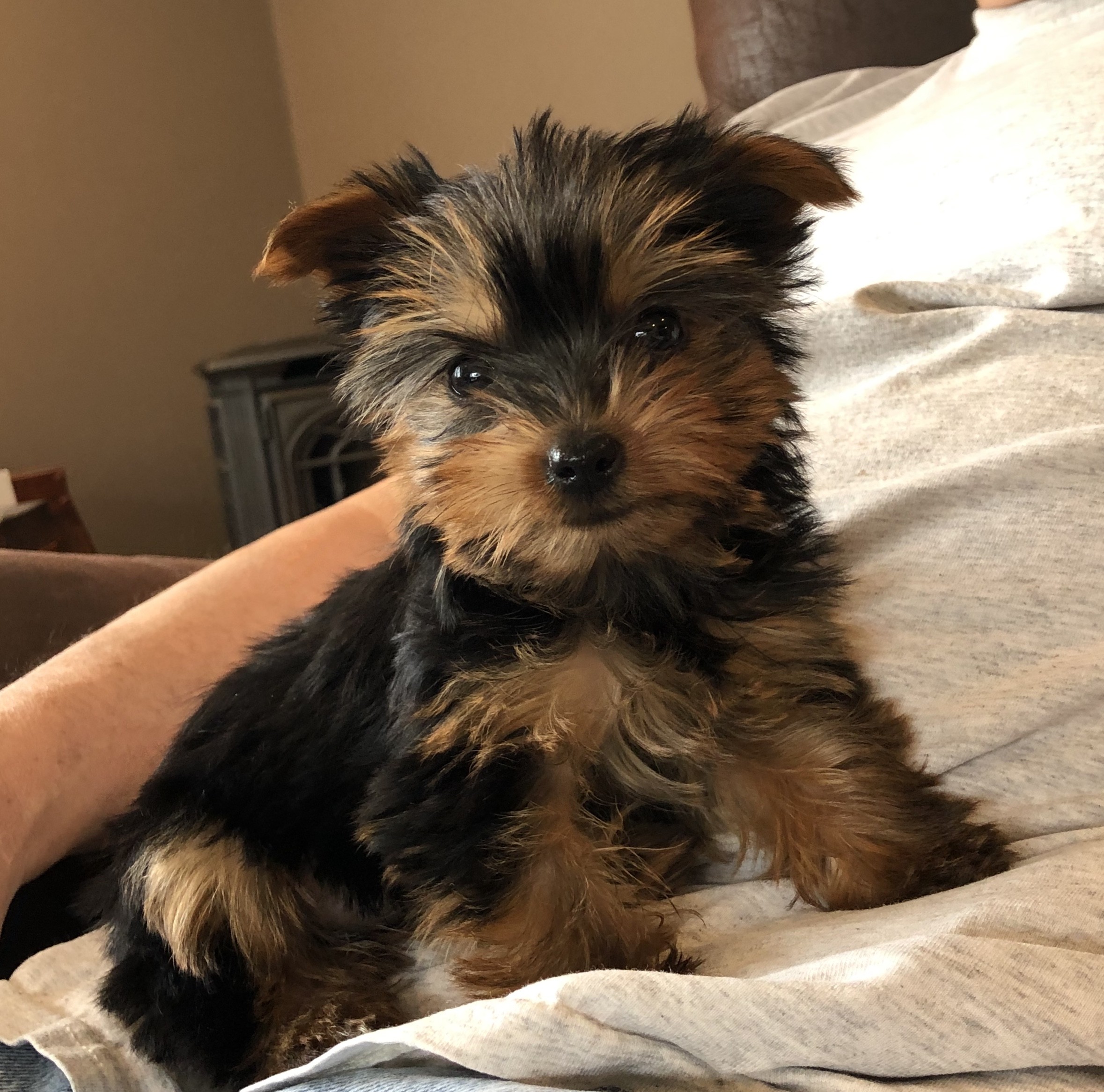 Mazie Grace The Yorkshire Terrier Review