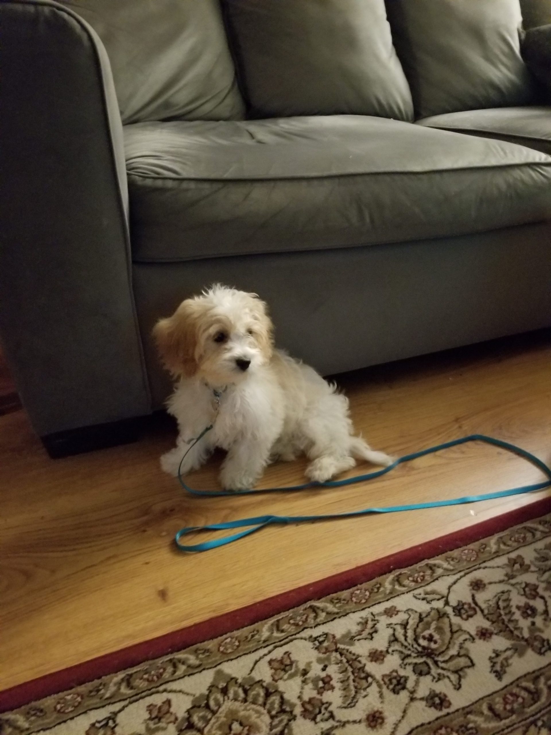Finley The Cavapoo Review