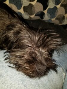 Onyx The Shorkie Review