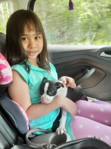Boston Terrier Puppy Review