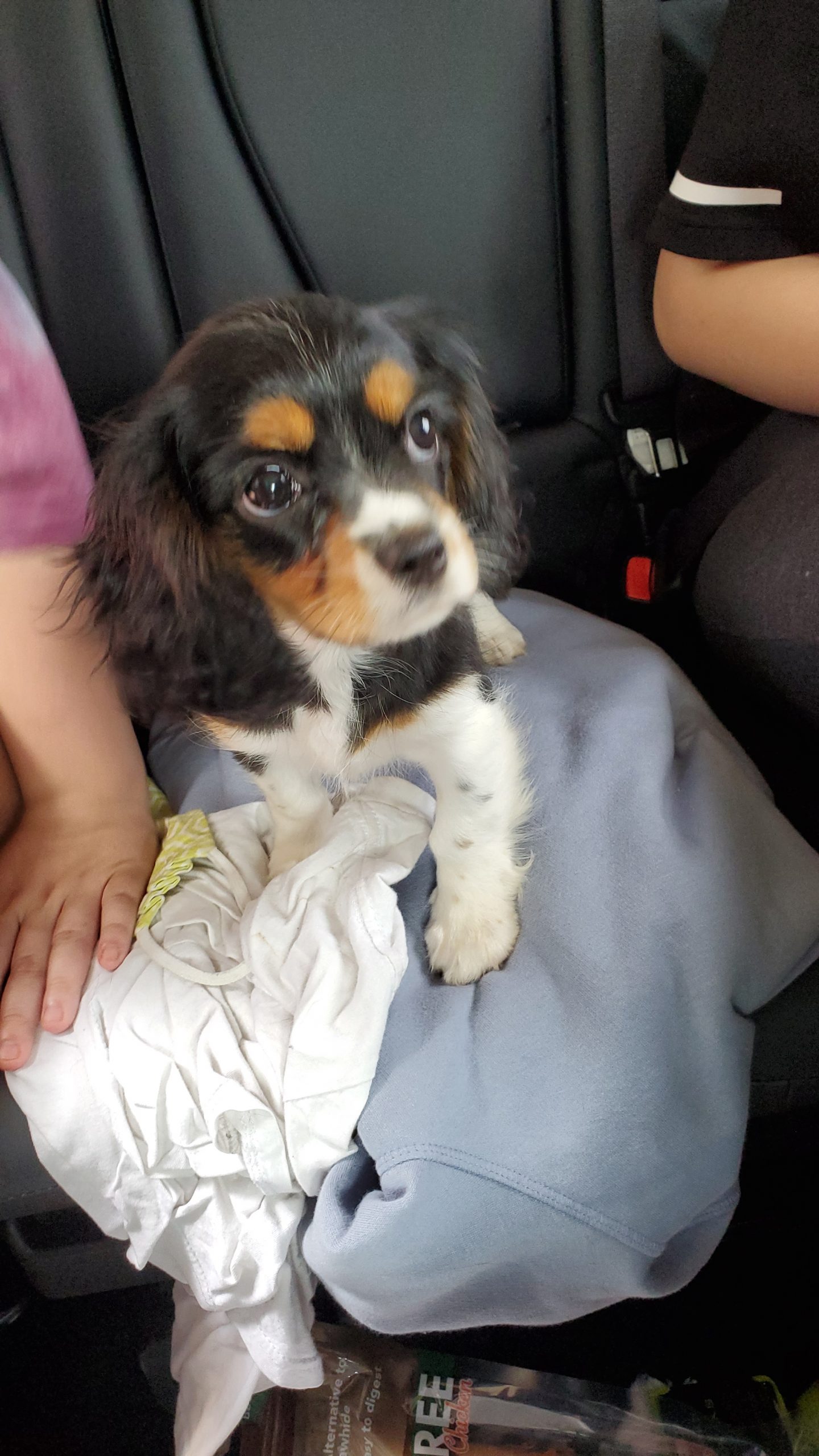 Cavalier King Charles Spaniel Puppy Review