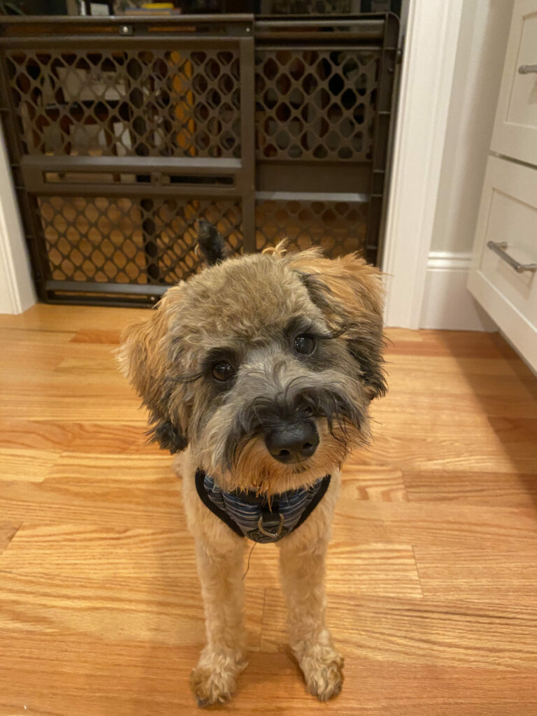 Brownie The Schnoodle Puppy