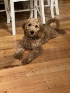 Oliver The GoldenDoodle Review