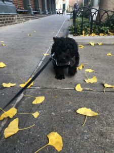 Lou The Schnoodle Review