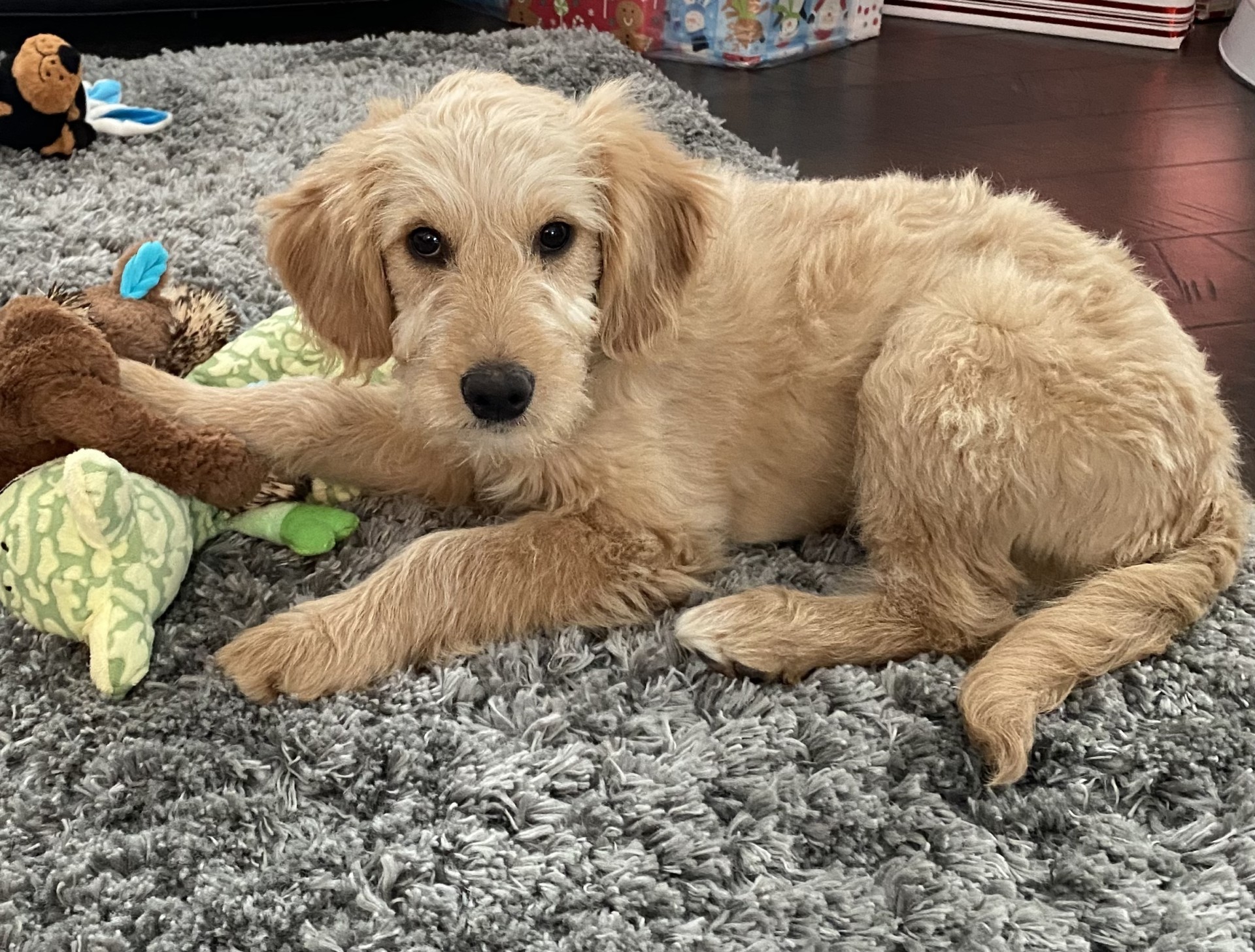 Maggie The Mini Goldendoodle Review