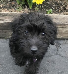 Penelope the Schnoodle Review
