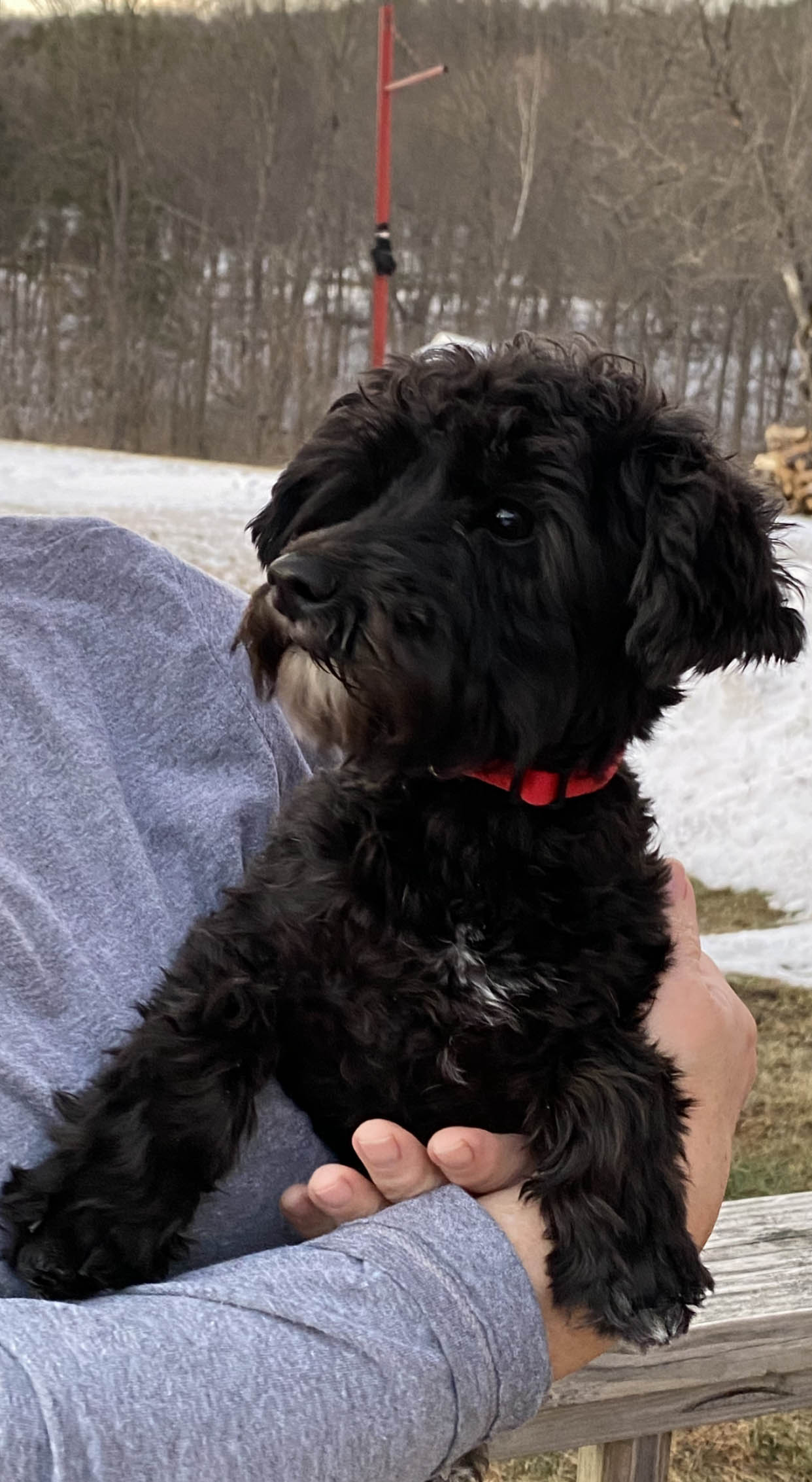 Molly Mae The Schnoodle Review