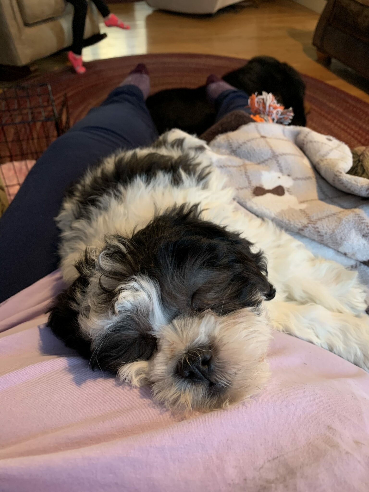 Schnoodle Puppies For Sale | Hopeful Dreams Family Puppies