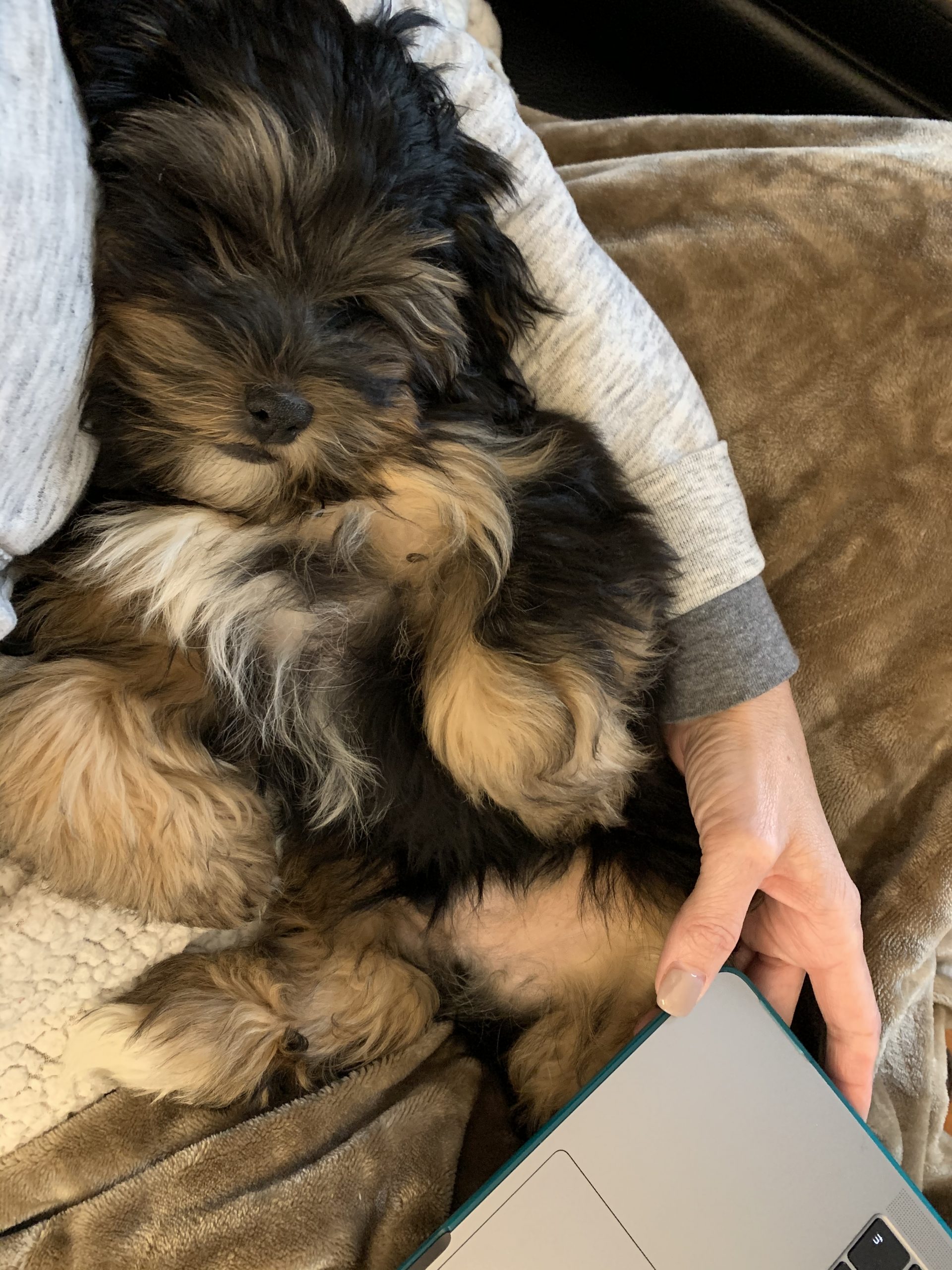 Shorkie Puppy Review