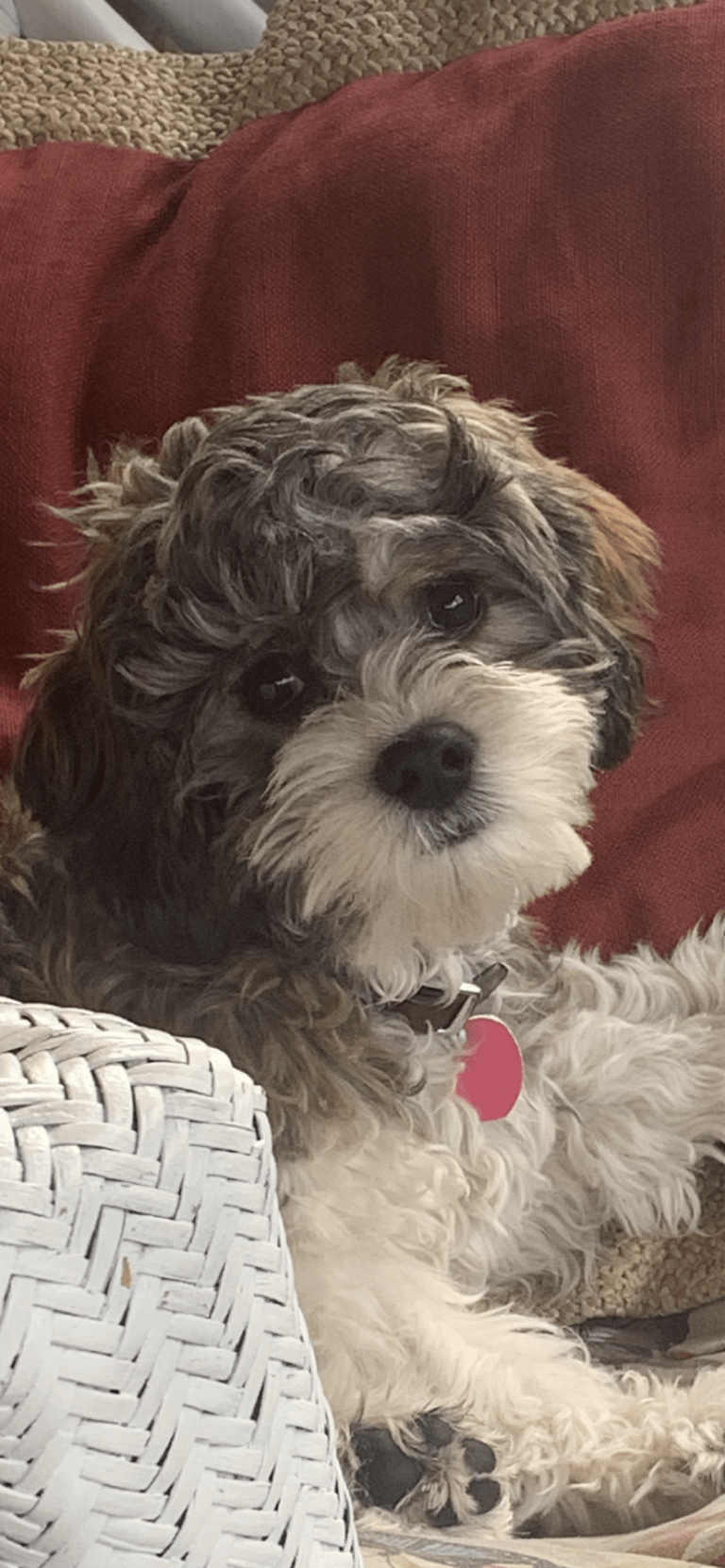 Schnoodle Puppies For Sale | Hopeful Dreams Family Puppies