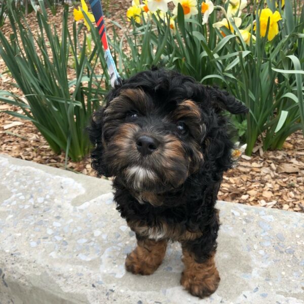 Schnoodle Puppies For Sale | Hopeful Dreams Family Puppies