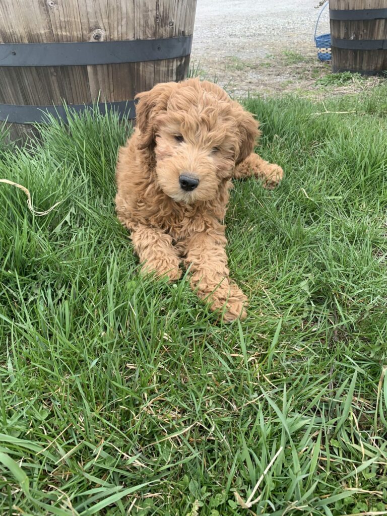 Oliver Calvin Vincent The Mini-Goldendoodle Review