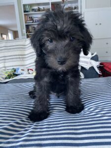 Schnoodle Puppy Review