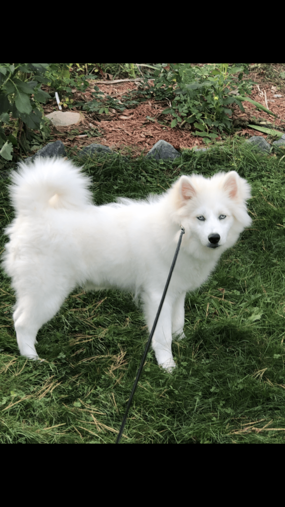 Pomsky Dog Review