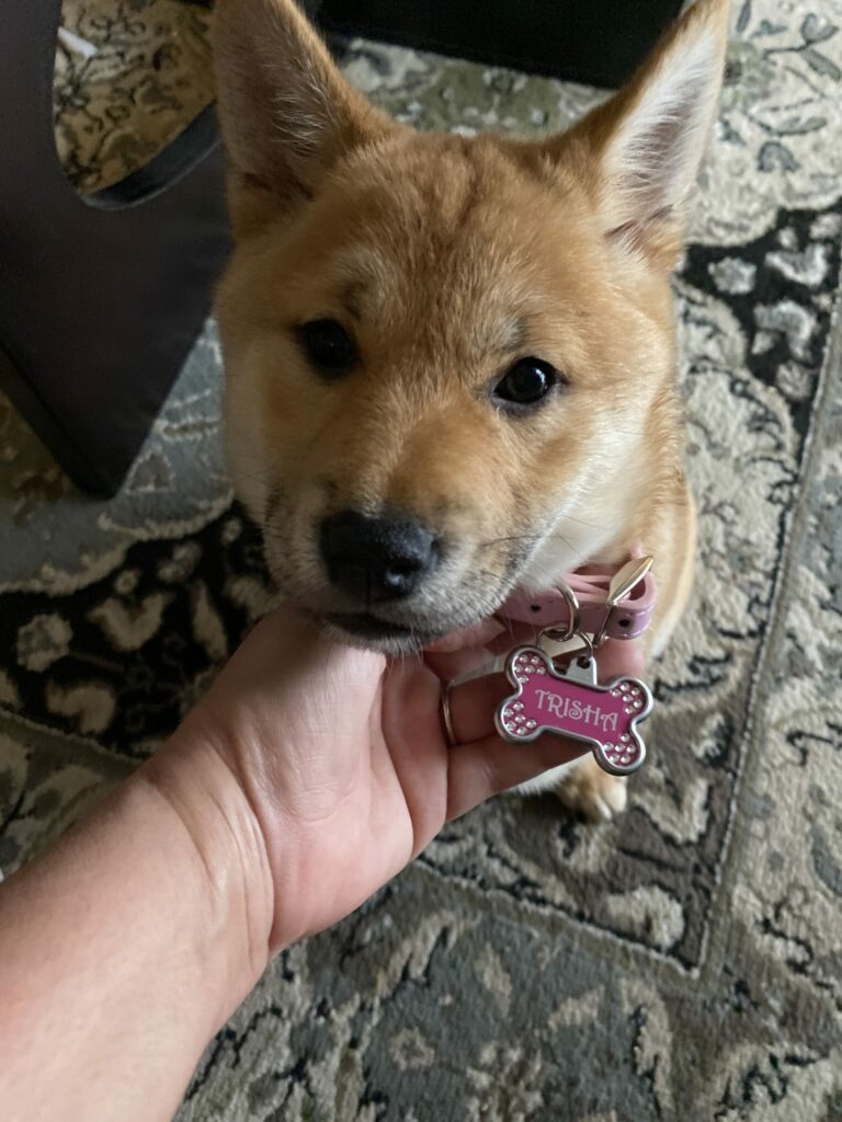 Trisha The Shiba Inu Review