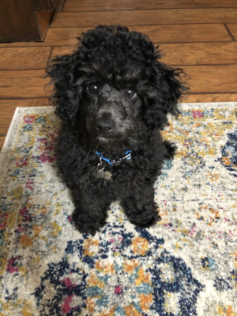 Black Poodle Puppy Review