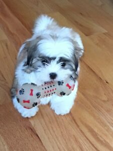 Baylee The Shih Tzu Review