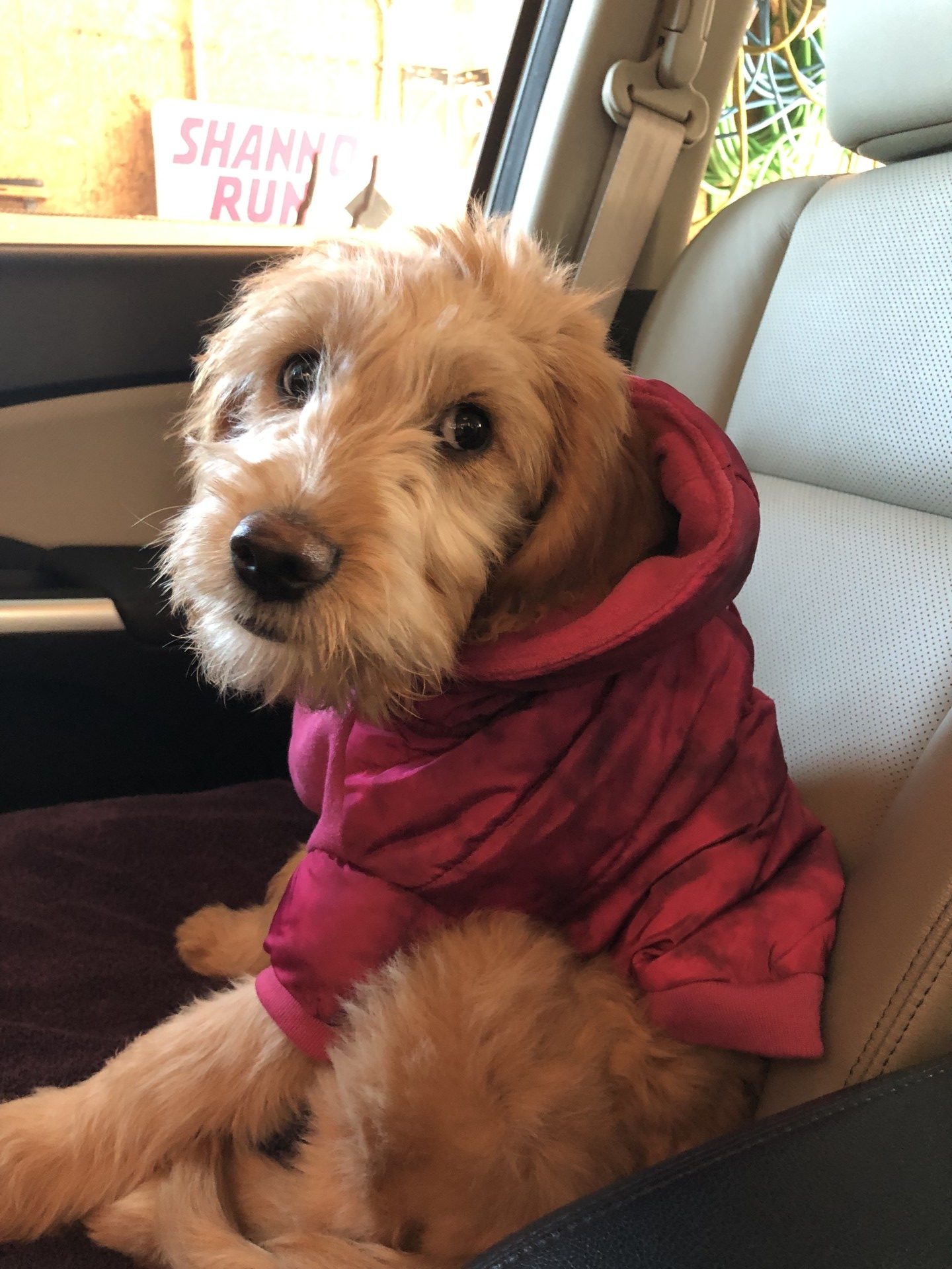 Hannah The Goldendoodle Review