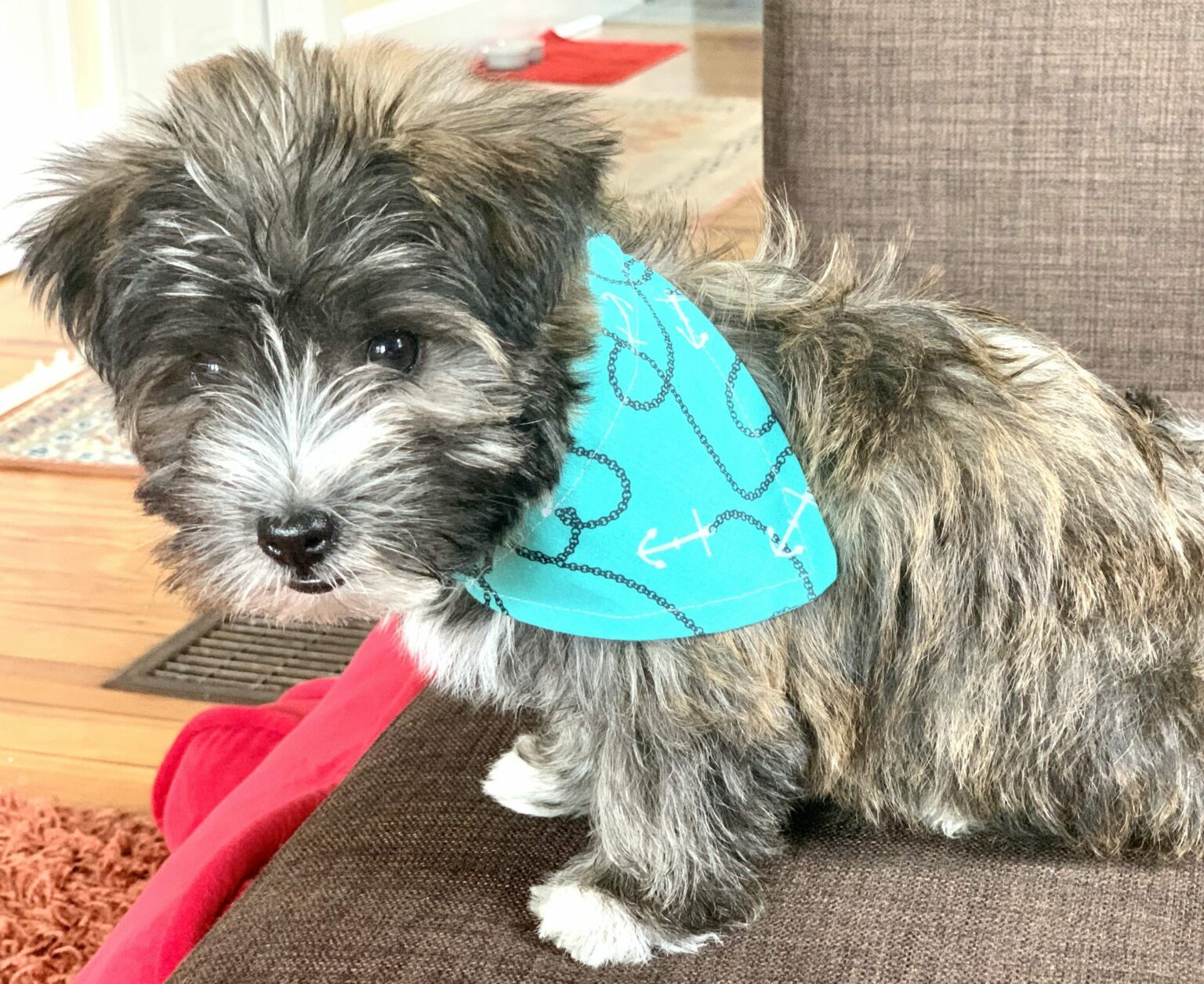 Schnoodle Puppies for Sale Near Me