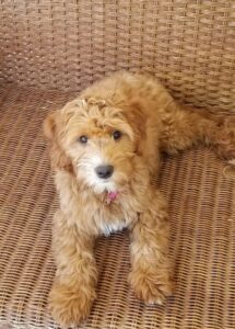 Lola The Mini Goldendoodle Review