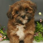 MalshiPoo Puppy Cropped Dark Background