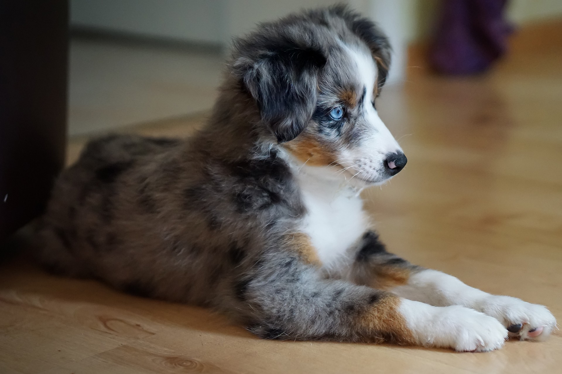 The Miniature Australian Shepherd Tail: Docked or Natural?, image size:1920x1280