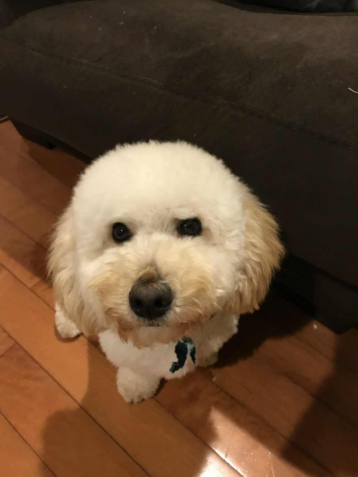 Cavapoo Puppies For Sale | Hopeful Dreams Family Puppies