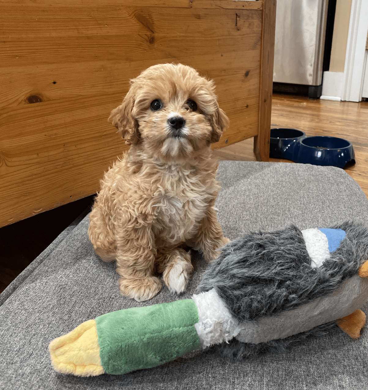 Baird The Cavapoo Review