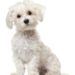White Maltese Puppy White Background