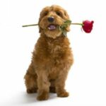 mini goldendoodle puppy holding a rose